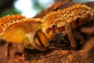Magical and beautiful mushrooms from the forest.