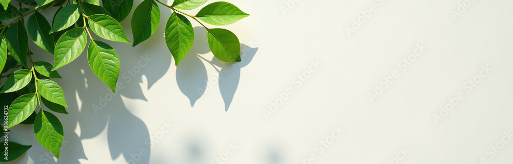 Poster green leaves adorn a sunny wall background providing space to add text in an abstract nature scene. 