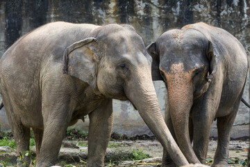 Fototapeta premium Multiple Asian Elephant Portrait in Taiping Zoo