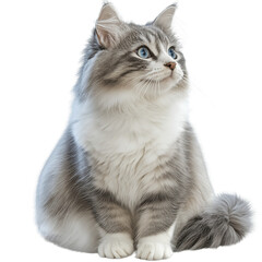 Fototapeta premium Untitled design - A cute cat sitting down, on a white background, in a PNG format with transparent edges png
