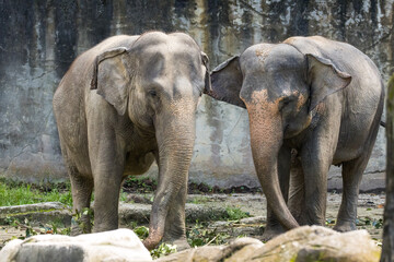 Multiple Asian Elephant Portrait in Taiping Zoo