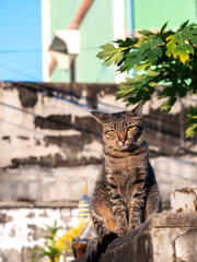 Obraz premium Tabby Cat Sitting on The Old Cement Wall