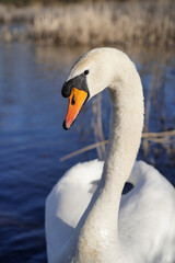 Beautiful swan with a red beak floating on a lake. White swan is reflected in the water. A beautiful white swan in the wildlife. Spring nature in Poland.