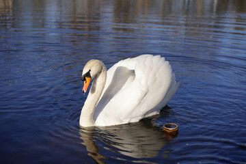 Fototapeta premium Alone beautiful white swan in the lake. Spring background. Romance of white swan with clear beautiful landscape. Nature Poland