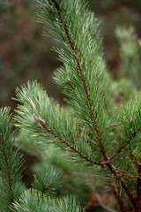 photo Close-up of Vibrant Green Pine Needles in a Lush Forest Setting, Showcasing the Intricate Details of Nature's Evergreen Foliage in a Serene Woodland Environment