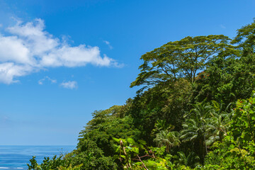 Amazing View On Our Hike Through The Rainforest
