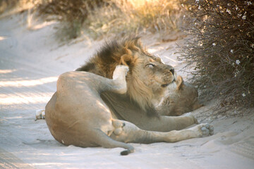 Lion rest on the sandy road of the Kgalagadi Transfrontier Park on the border between Namibia and...