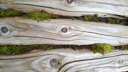 Forest-Inspired Wood Texture with Moss and Weathered Details