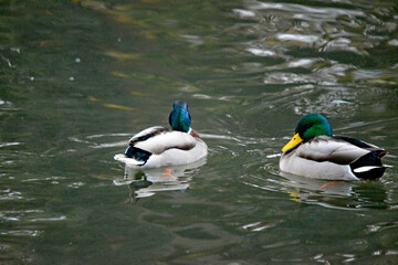 Zwei männliche Stockenten schwimmen auf dem Wasser