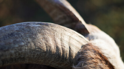 Naklejka premium Horns of a goat up close, with soft light emphasizing their rugged details.