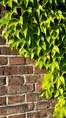 Obraz premium Climbing ivy wraps around a brick wall, creating a blend of nature and architecture. Perfect for backgrounds, nature, or design concepts. Space for text or logo. Vertical photo