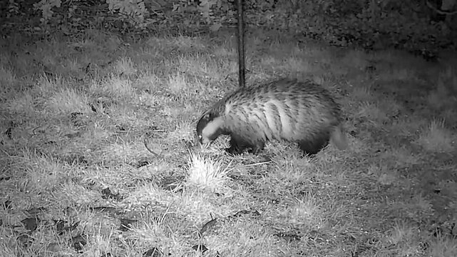 Badger sniffling around  in the  grass 
