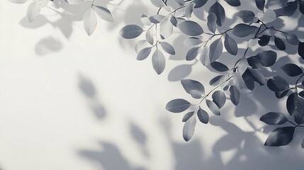 Monochromatic leaf shadows on a white background. (1)
