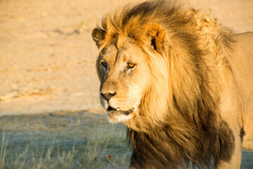 Close-up of a majestic African lion with a thick mane illuminated by the setting sun in the Kgalagadi Transfrontier Park