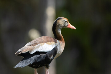 Close up Portrait of a Duck