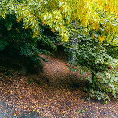 A peaceful autumn path through the forest with colorful leaves