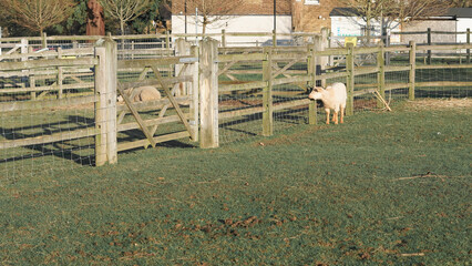 Rustic English farm scene with goat grazing freely in a vibrant countryside field.