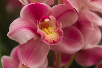 This stunning photo captures a vibrant pink orchid in full bloom, showcasing its delicate, velvety petals and the intricate details of its inner structure. The soft pink tones of the petals transition