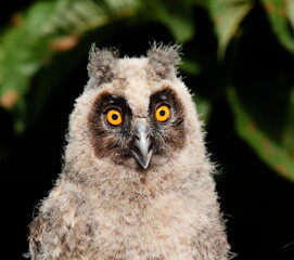 great horned owl