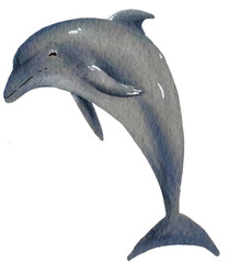dolphin watercolor
