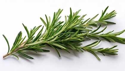 Fototapeta premium twig of rosemary on a white background
