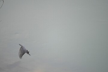 Crested Kingfisher diving