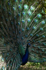 Obraz premium Peacock with feathers out