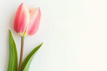 Fototapeta premium Single pink tulip with green leaves on a white background