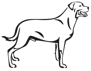 Rottweiler Dog Standing Side View Isolated Vector Line Art