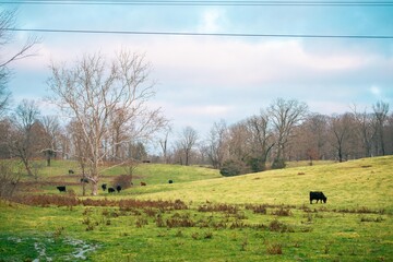 Fototapeta premium cows on a meadow