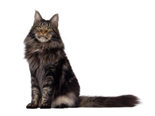 Majestic black tabby Maine Coon cat sitting up side ways. Looking away from camera with greenish eyes. Isolated cutout on a transparent background.