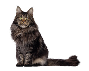 Majestic black tabby Maine Coon cat sitting up side ways. Looking towards camera with greenish eyes. Isolated cutout on a transparent background.
