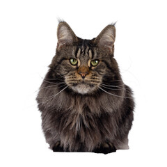 Majestic black tabby Maine Coon cat laying down facing front. Looking towards camera with greenish eyes. Isolated cutout on a transparent background.