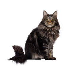 Majestic black tabby Maine Coon cat sitting up side ways moving tail. Looking towards camera with greenish eyes. Isolated cutout on a transparent background.