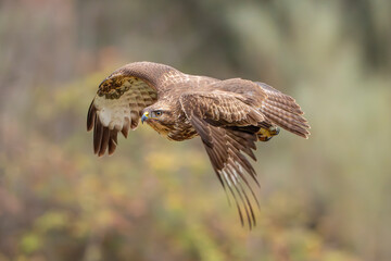 Common buzzard Buteo buteo volanso and perched in winter