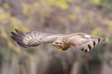 Common buzzard Buteo buteo volanso and perched in winter