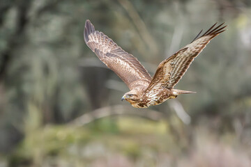 Fototapeta premium Common buzzard Buteo buteo volanso and perched in winter