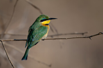 Little bee-eater in profile on slim twig