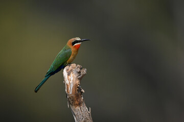White-fronted bee-eater in profile on tree stump