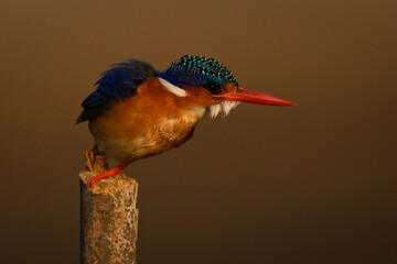 Malachite kingfisher twists jumping off bamboo post