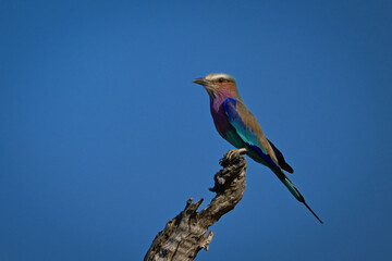 Lilac-breasted roller on gnarled stump in profile