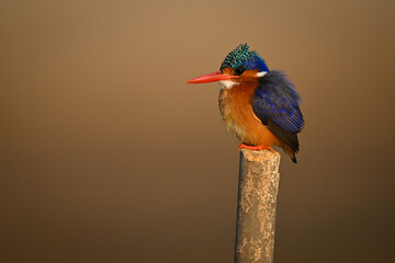 Malachite kingfisher staring ahead on wooden post