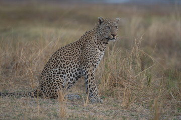 Male leopard sits in grass turning head