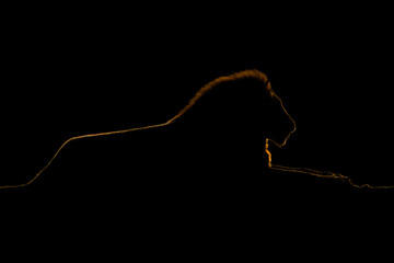 Golden silhouette of male lion lying down