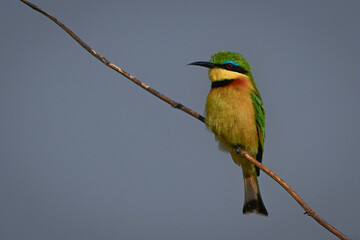 Little bee-eater watching camera from diagonal branch