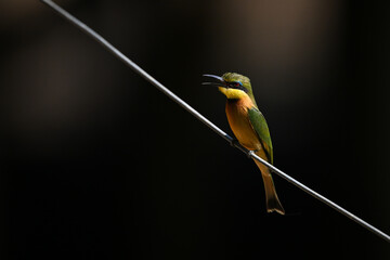 Little bee-eater opens beak calling on wire