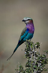 Obraz premium Lilac-breasted roller on leafy bush turning head