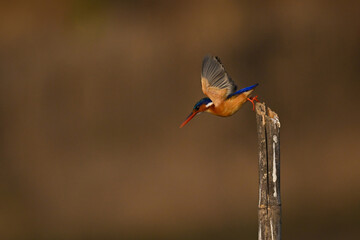 Malachite kingfisher flies down off wood post