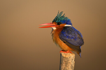 Malachite kingfisher opening bill on bamboo post