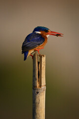 Malachite kingfisher lifts foot off bamboo post
